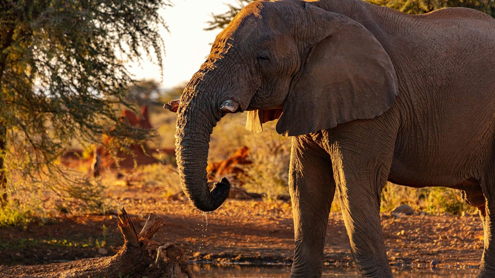 Namibie
