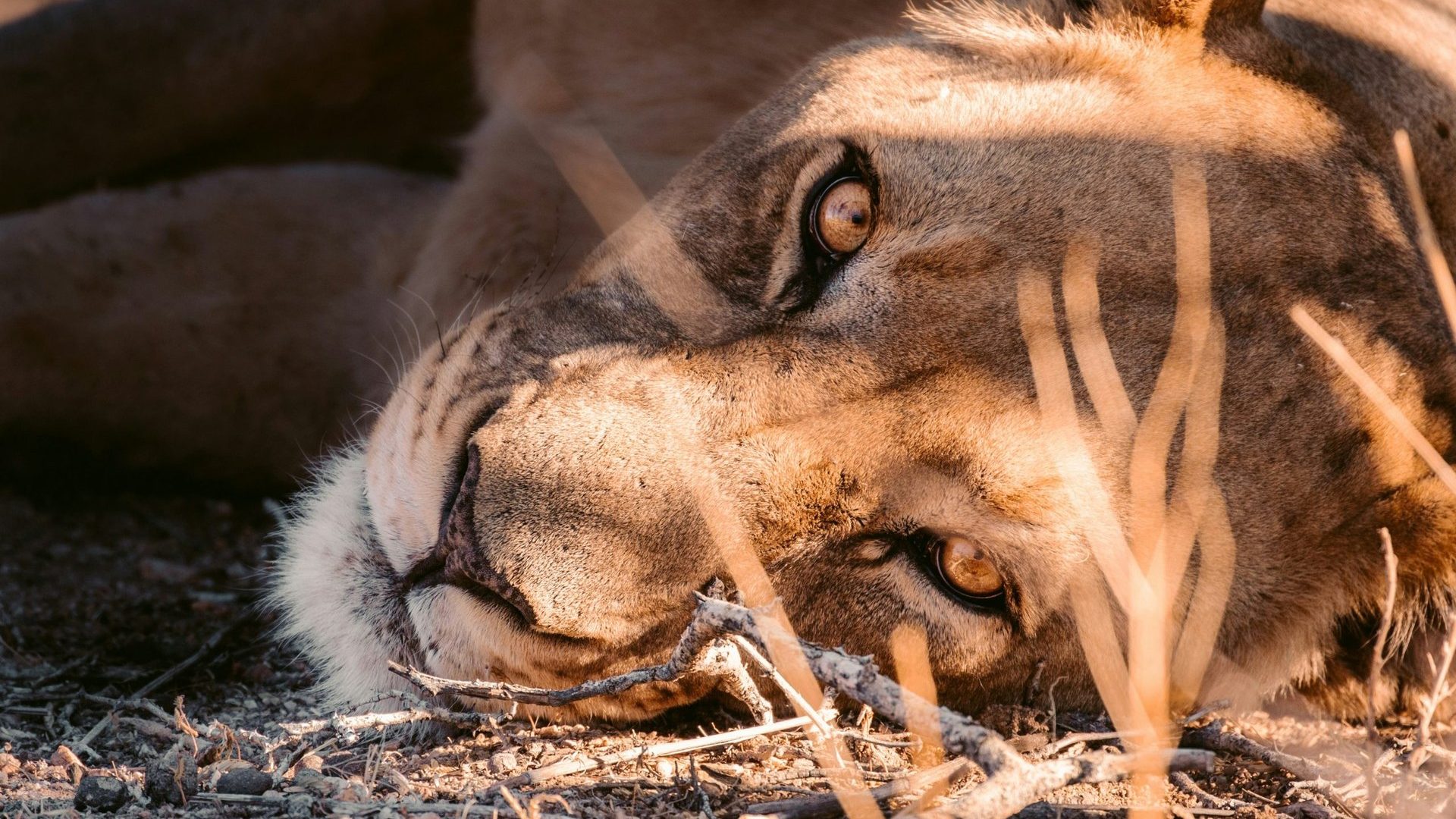Namibie