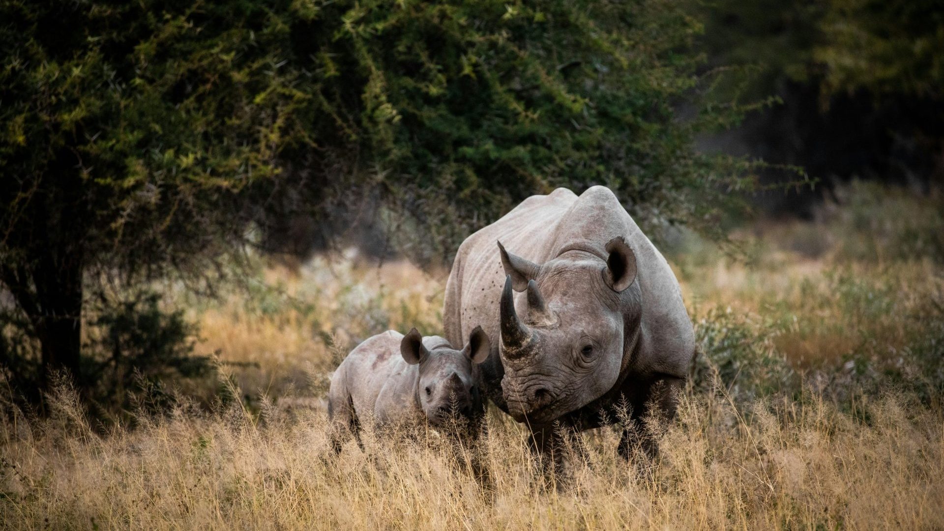 Afrique du sud
