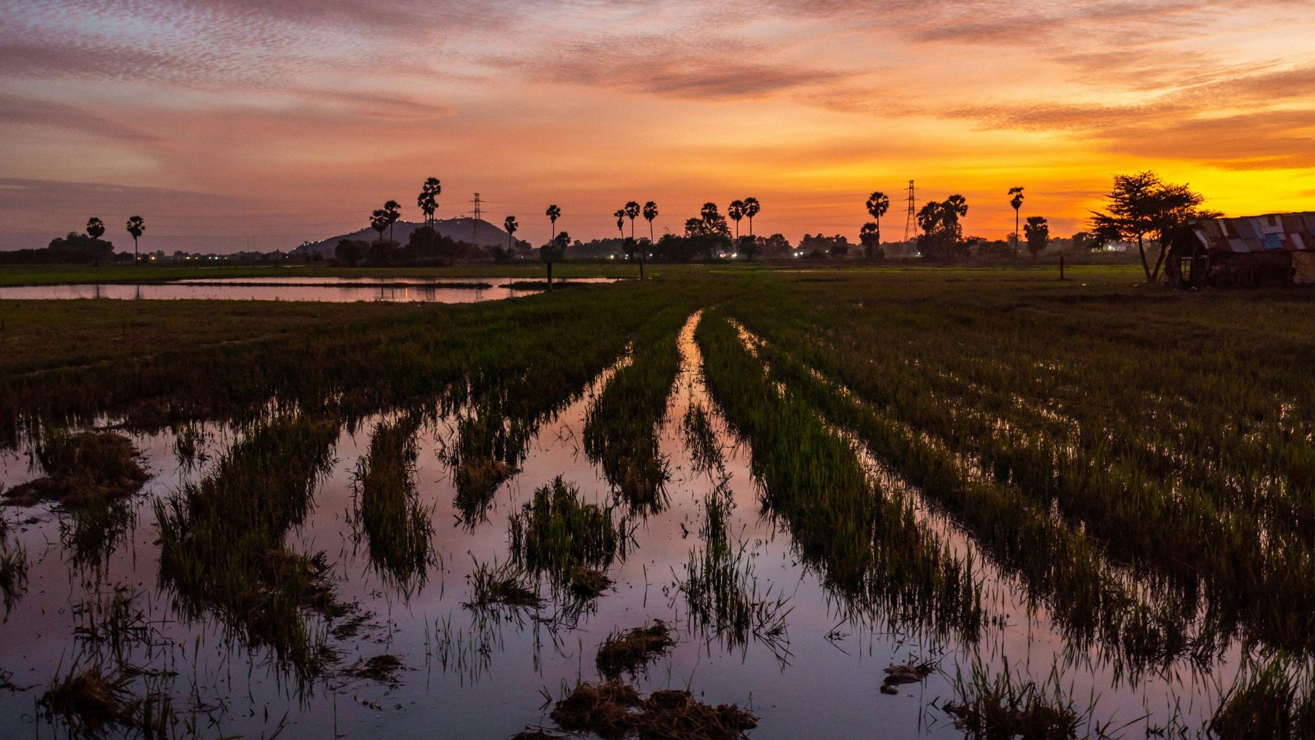 Cambodge
