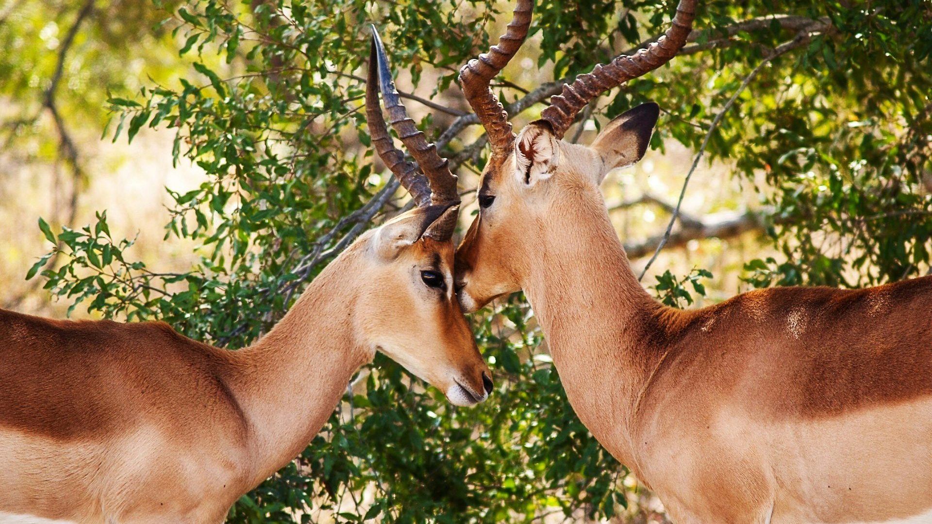Afrique du sud