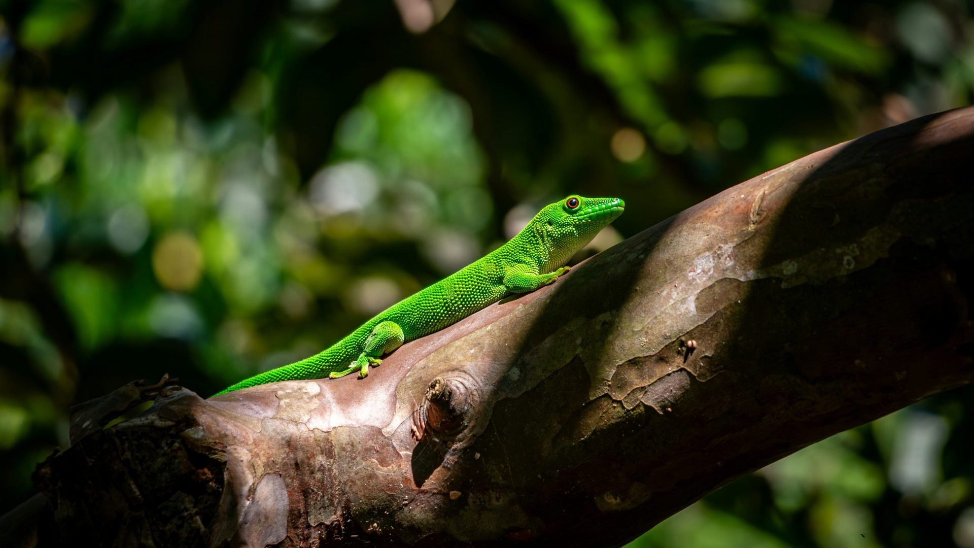 Madagascar