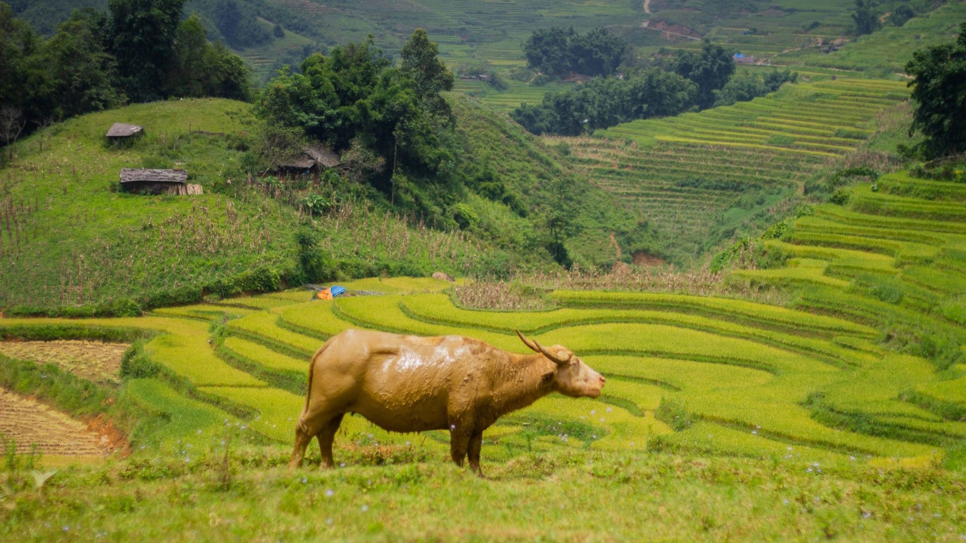 Vietnam