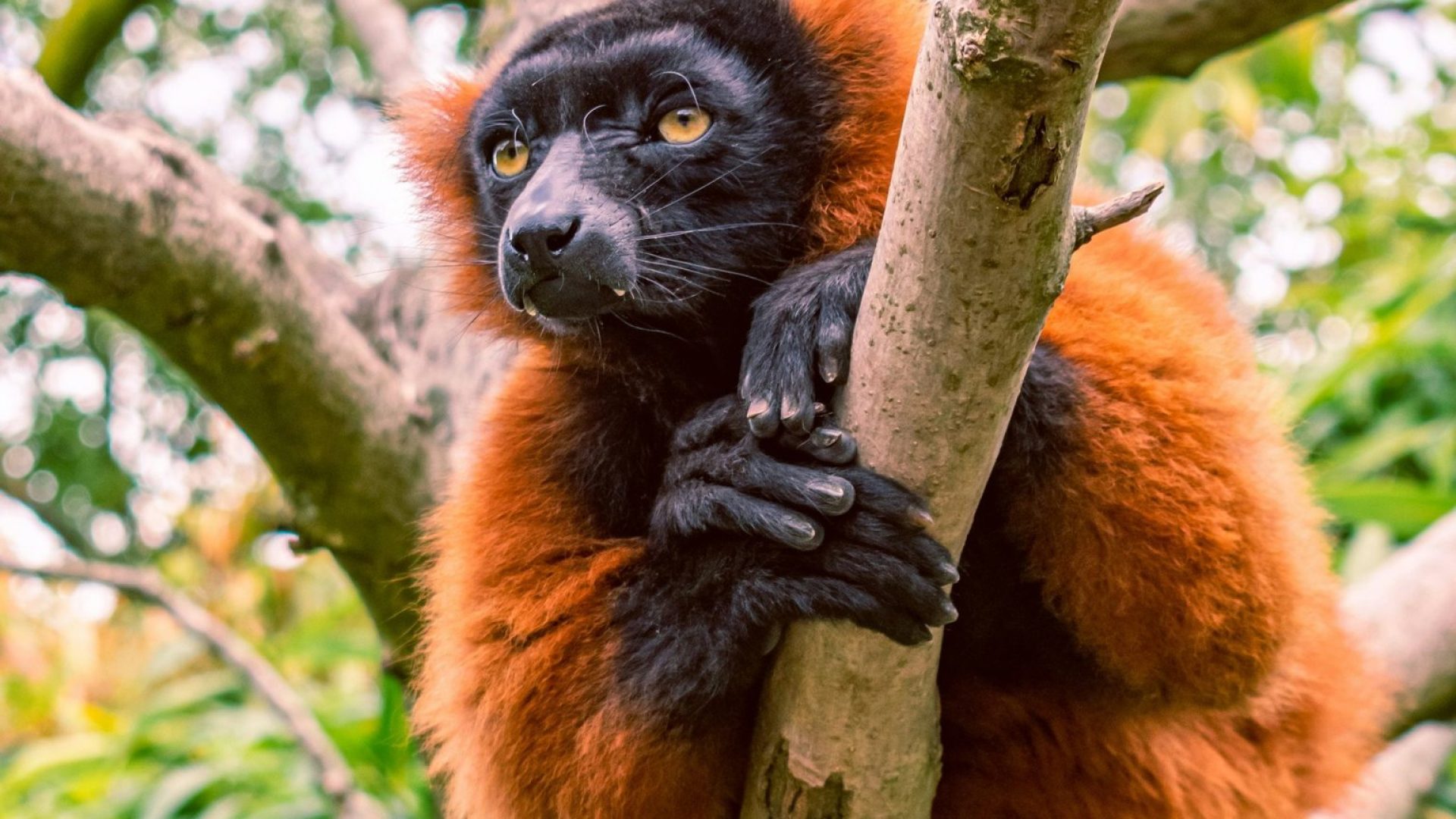 Madagascar