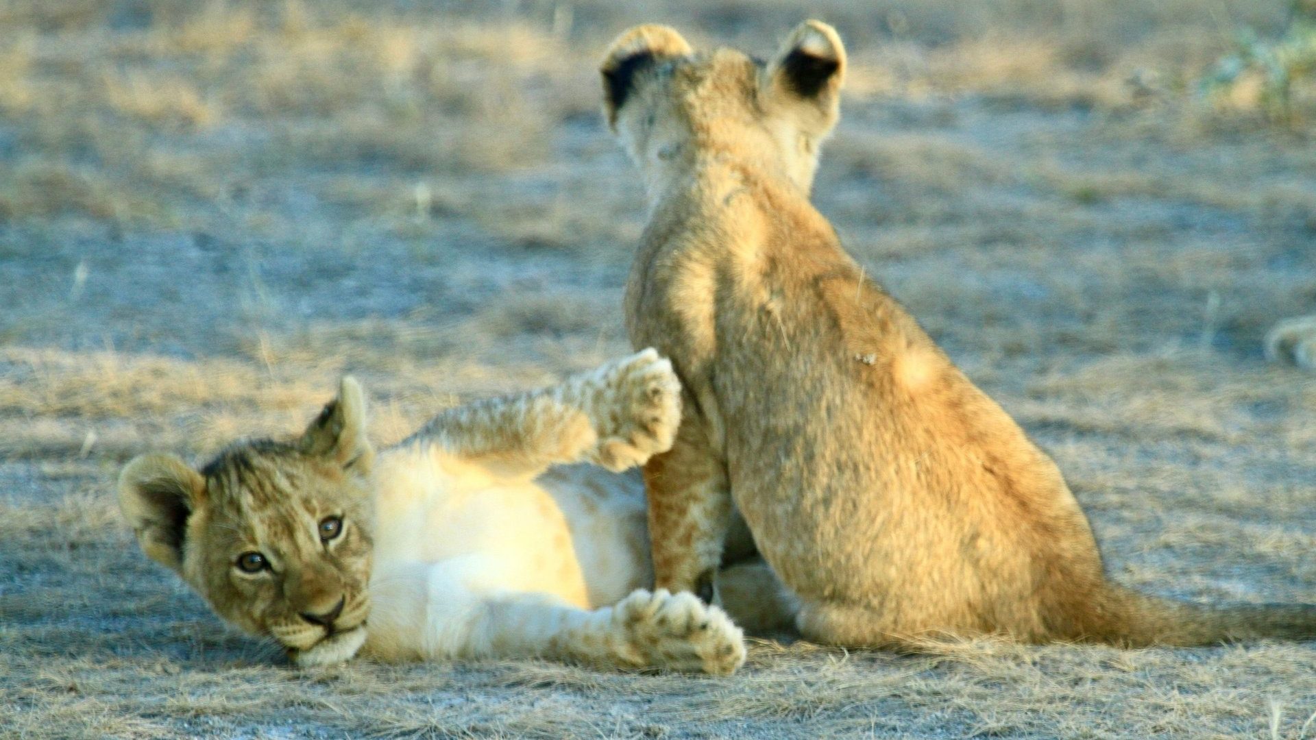 Namibie