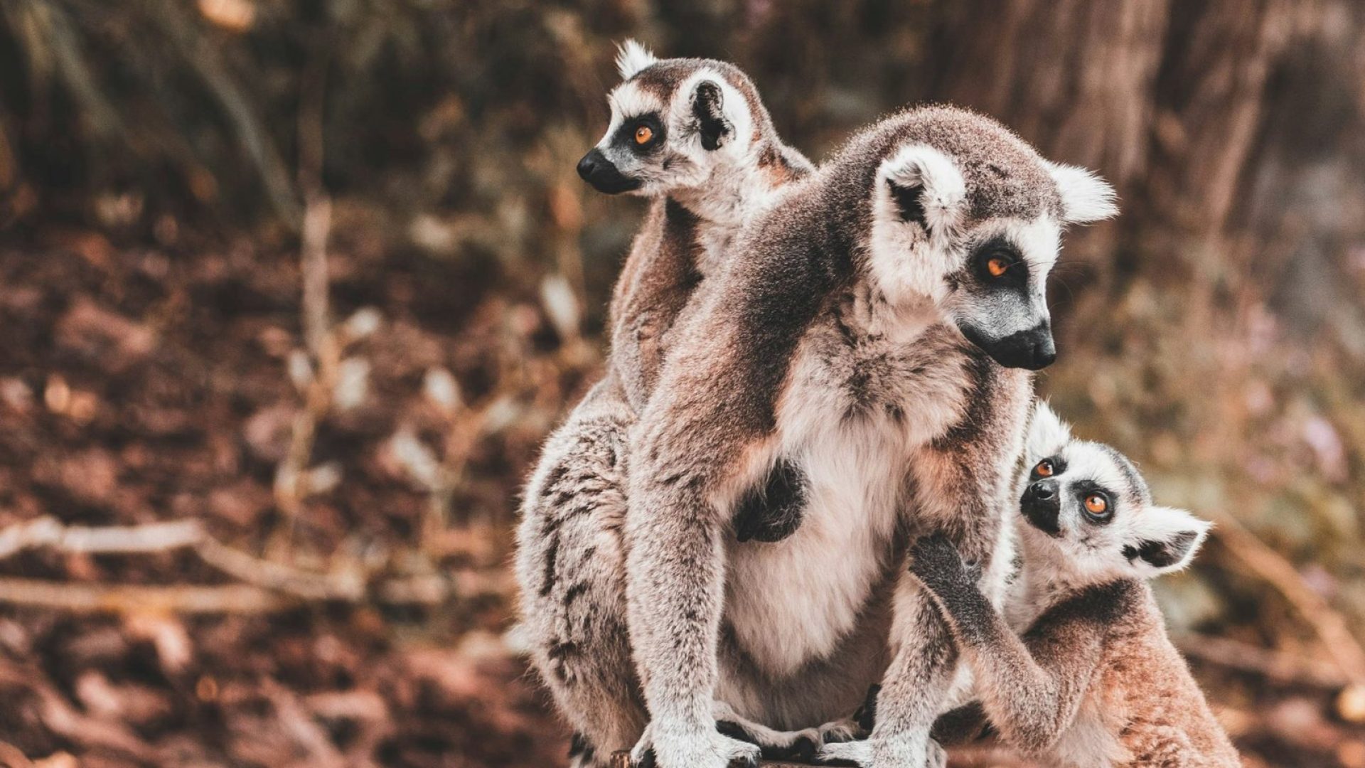 Madagascar