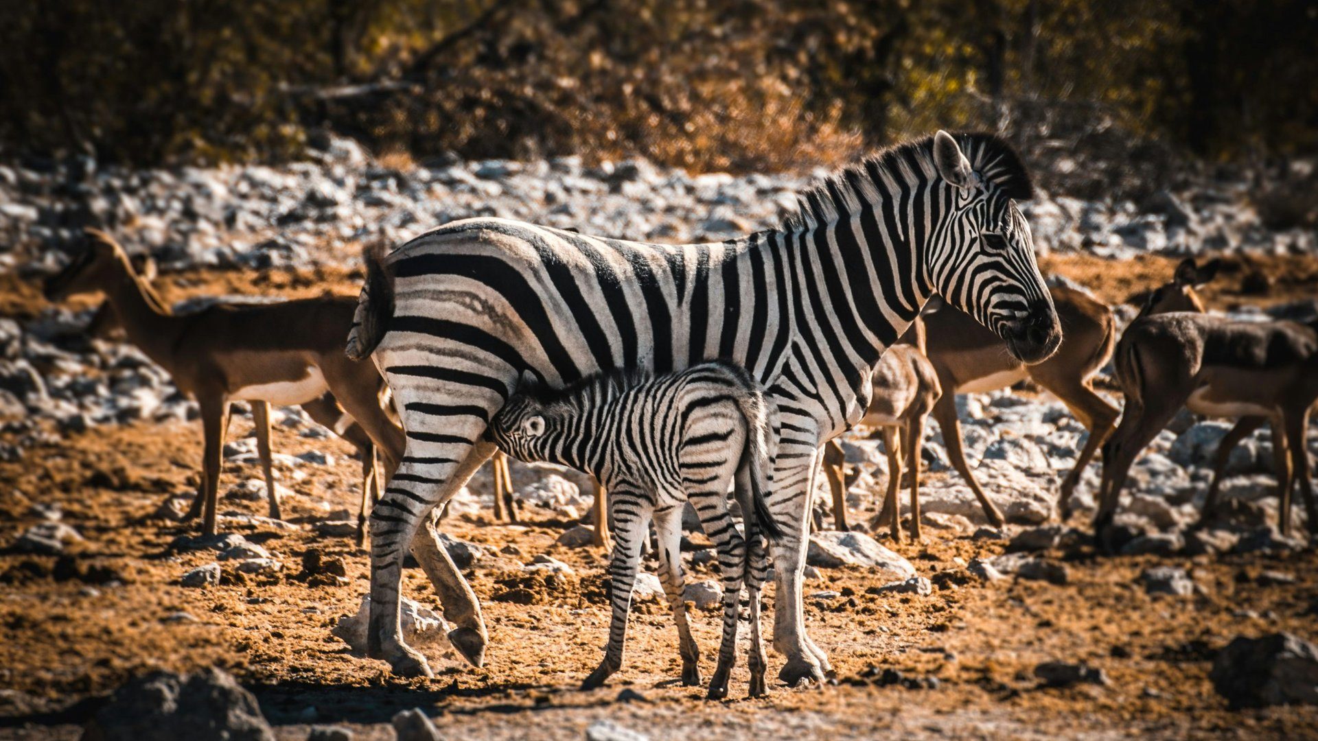 Namibie